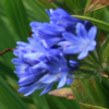 Agapanthus Headbourne Hybrids - abriachan nurseries